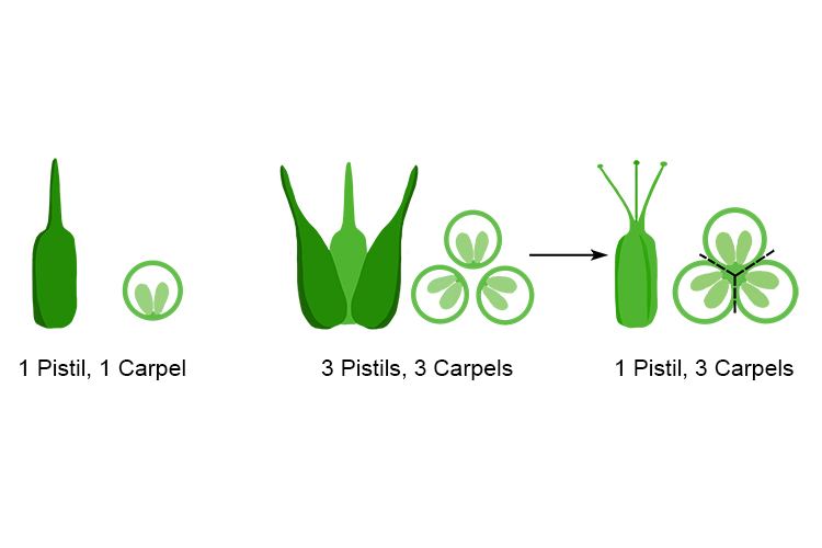 what-is-the-difference-between-carpels-and-pistils